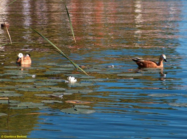 Clicca per vedere l\'immagine originale